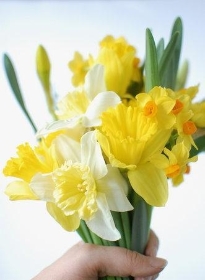 Daffodil Burst Yellow