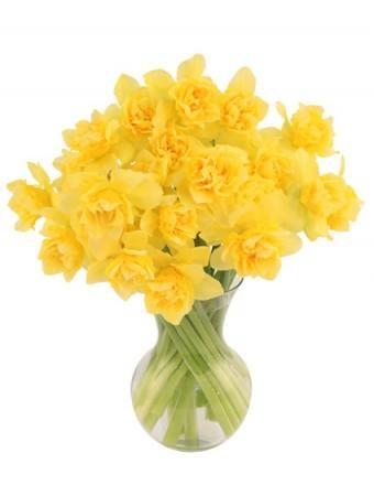 Daffodil Burst Yellow
