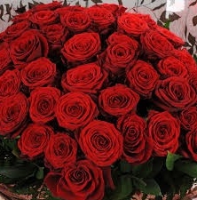 Timeless Love Roses