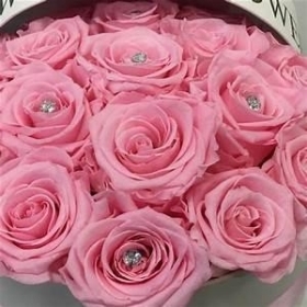 Dreamy Dozen