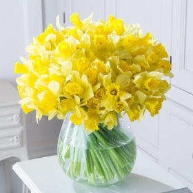 Daffodil Burst Yellow