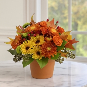 Autumn Rose
