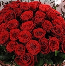 Timeless Love Roses