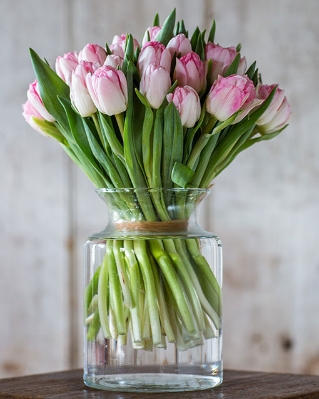 Blush Embrace pink tulips