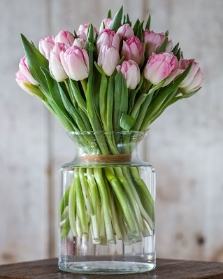 Blush Embrace pink tulips